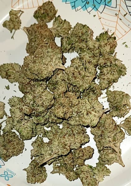 Elmer's Glue cannabis strain, community photo 4
