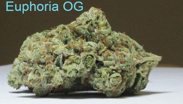 Euphoria cannabis strain, community photo 1