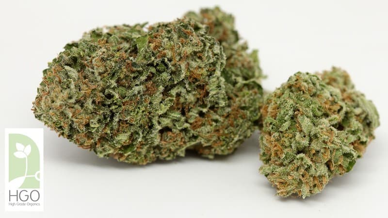 Flo cannabis strain, community photo 5