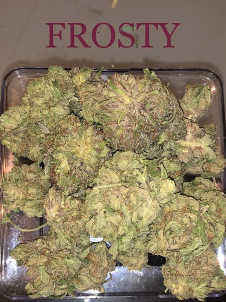 Frosty cannabis strain, community photo 2