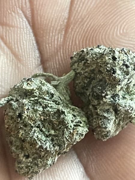 Frosty cannabis strain, community photo 3