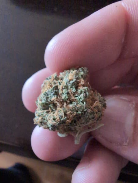 Fruit Punch cannabis strain, community photo 3