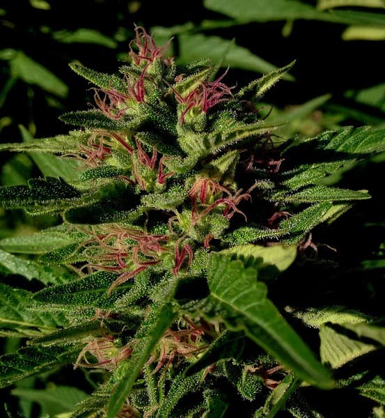 G-13 cannabis strain, community photo 1
