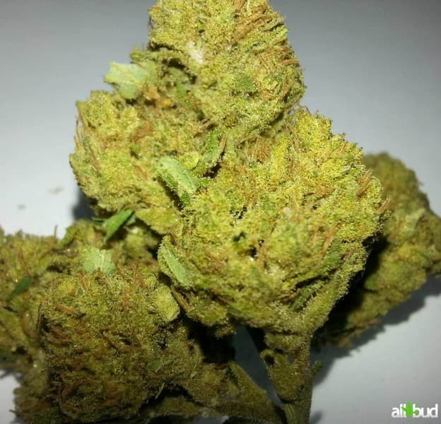 G-13 cannabis strain, community photo 2