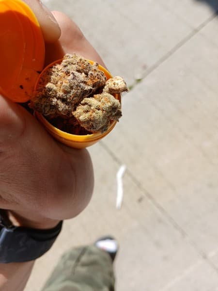 G13 cannabis strain, community photo 3