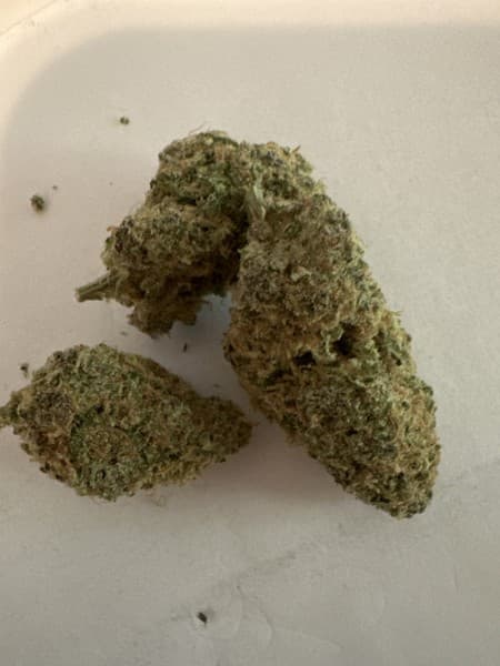 G13 cannabis strain, community photo 5