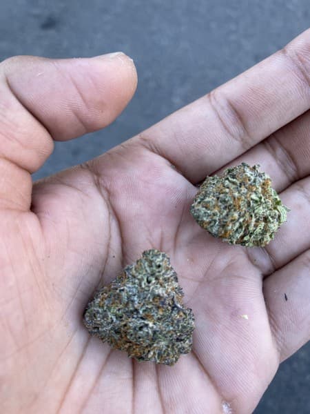 G6 cannabis strain, community photo 2