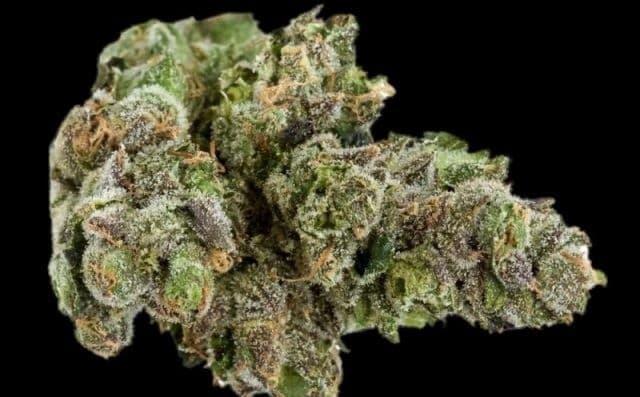 G6 cannabis strain, community photo 3