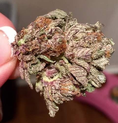 Galaxy cannabis strain, community photo 2