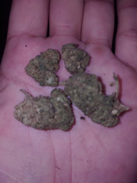 Galaxy cannabis strain, community photo 3