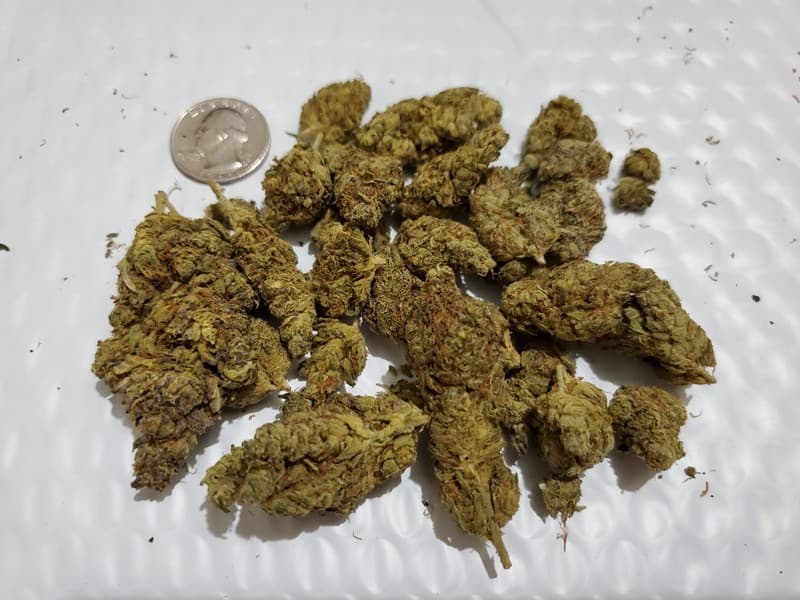 Garlotti cannabis strain, community photo 1