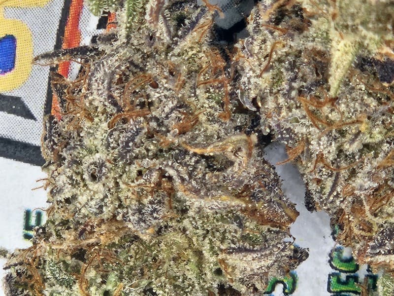 Gary Payton cannabis strain, community photo 1