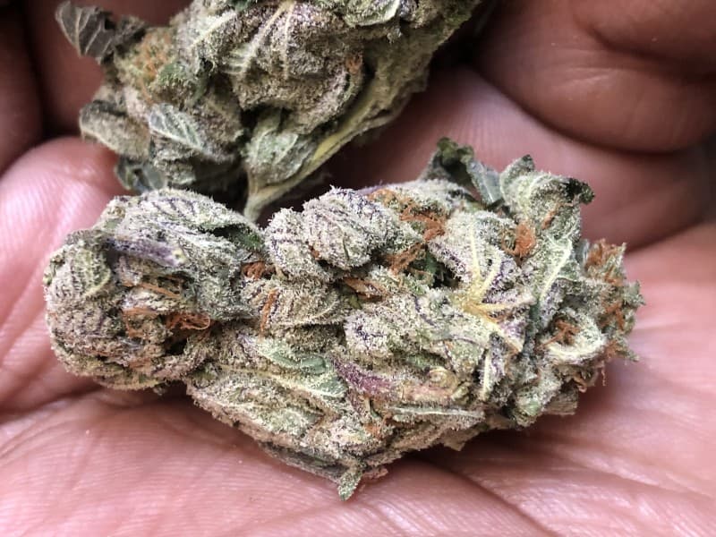 Gasmask cannabis strain, community photo 1