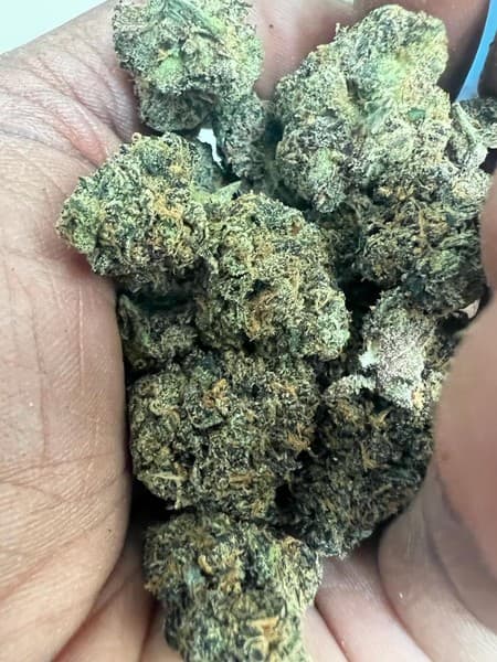 Gastro Pop cannabis strain, community photo 1