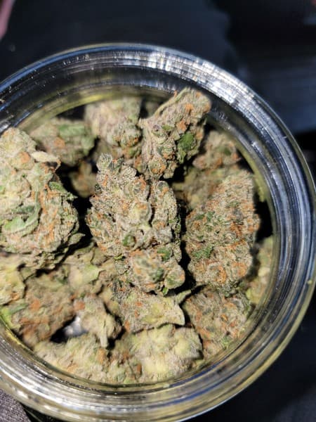 Gastro Pop cannabis strain, community photo 3
