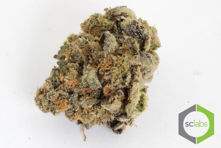 Gelato cannabis strain, community photo 11