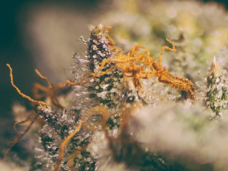 Gelato cannabis strain, community photo 2