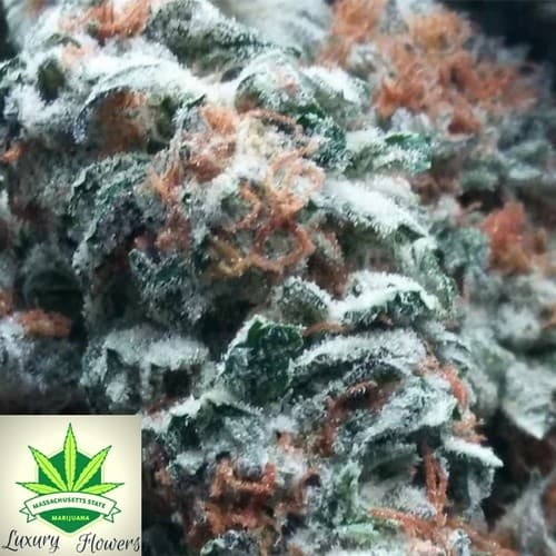 Gelato cannabis strain, community photo 4