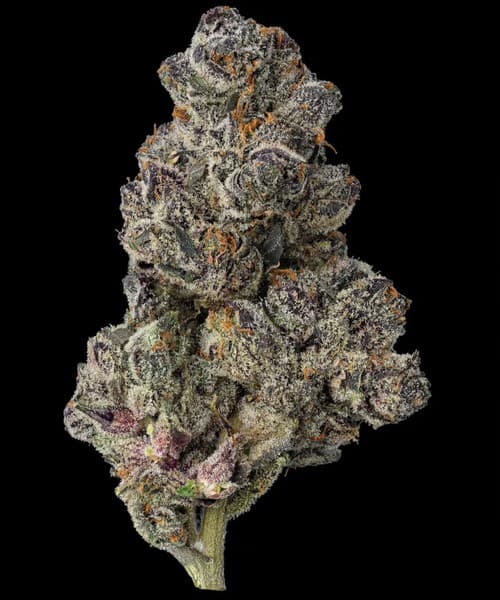 Gelato 41 cannabis strain, community photo 1