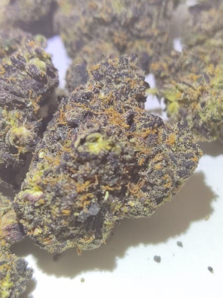 Gelato 45 cannabis strain, community photo 4