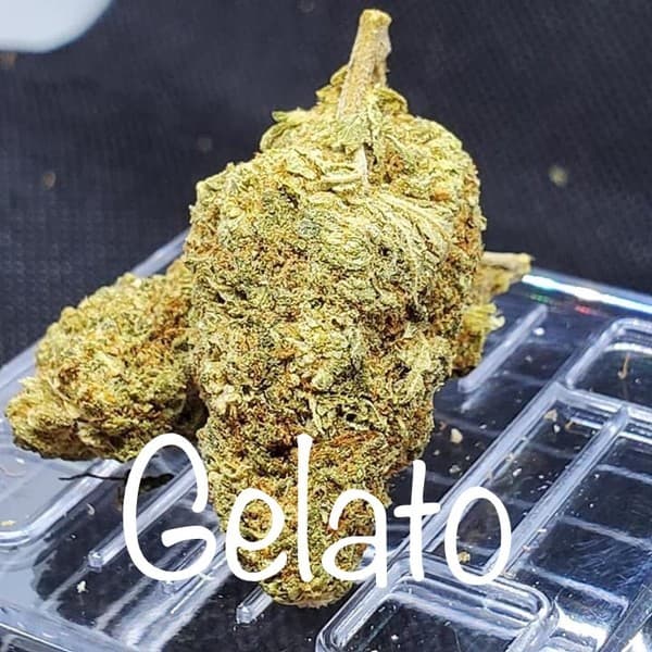 Gelato cannabis strain, community photo 8