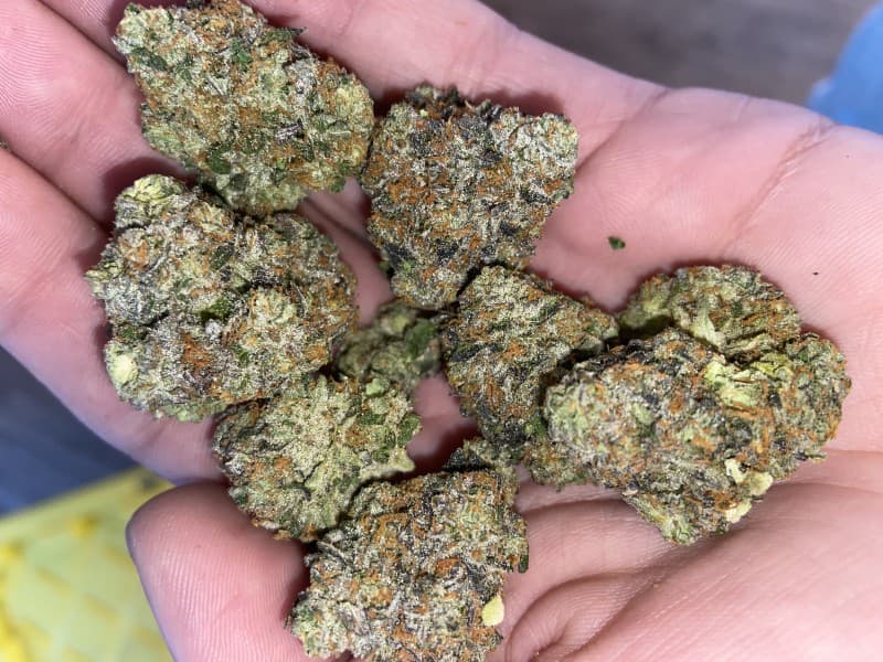Gello cannabis strain, community photo 1