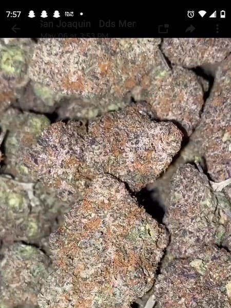 Gello cannabis strain, community photo 3