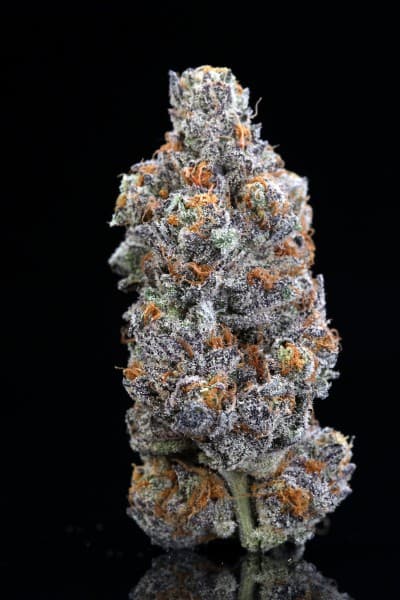 Georgia Pie cannabis strain, community photo 1
