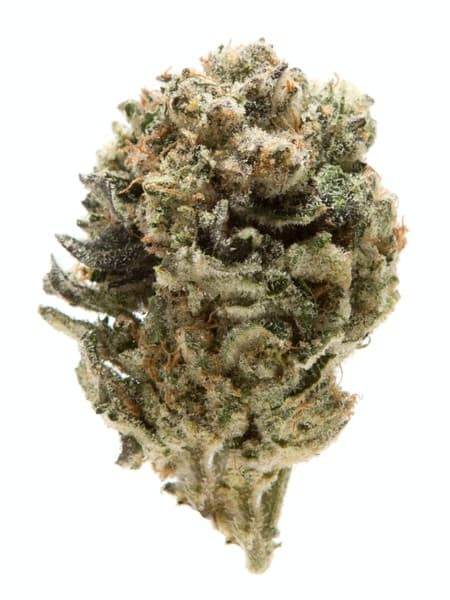 Georgia Pie cannabis strain, community photo 3