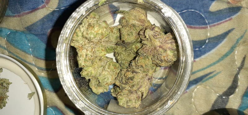 Georgia Pie cannabis strain, community photo 4