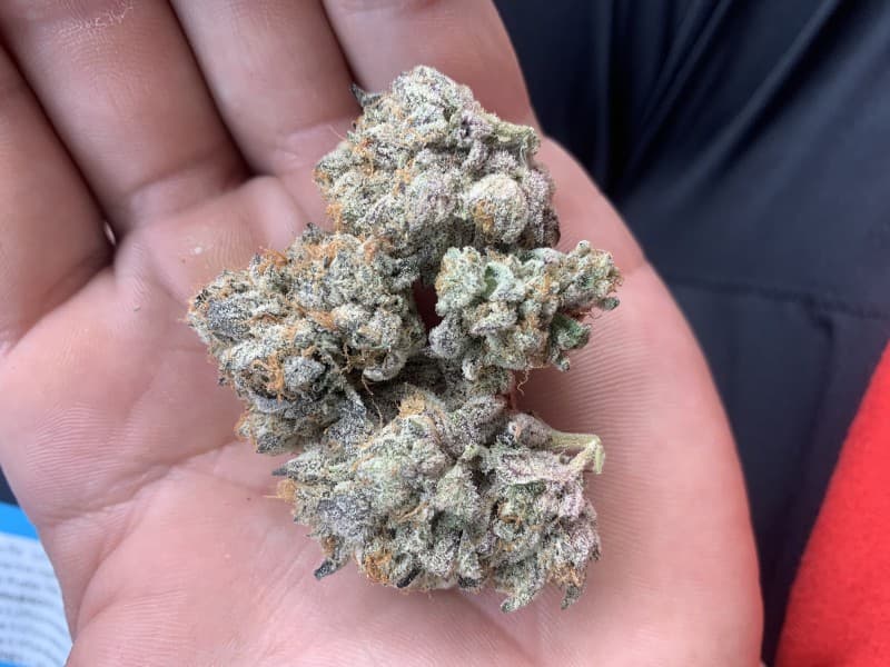 Georgia Pie cannabis strain, community photo 5