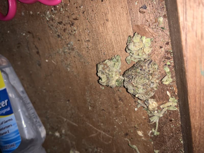 Georgia Pie cannabis strain, community photo 6