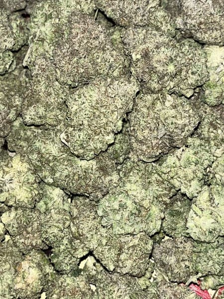 Glueball cannabis strain, community photo 4