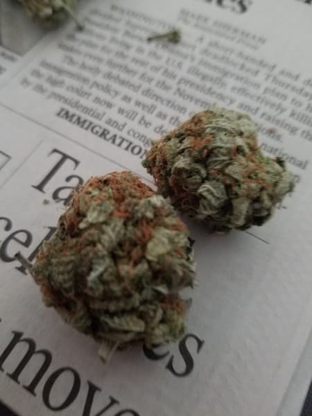 God's Gift cannabis strain, community photo 10