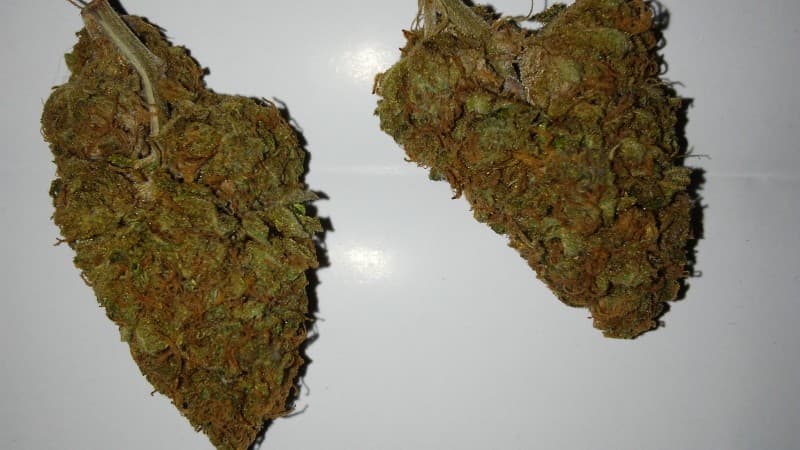 God's Gift cannabis strain, community photo 11