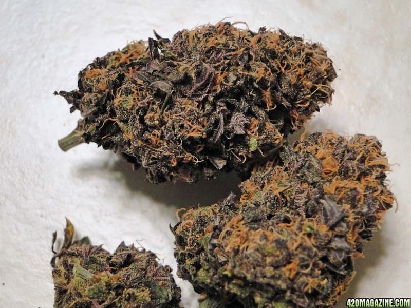 God's Gift cannabis strain, community photo 2