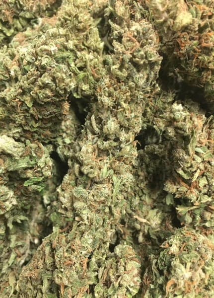 God's Gift cannabis strain, community photo 4