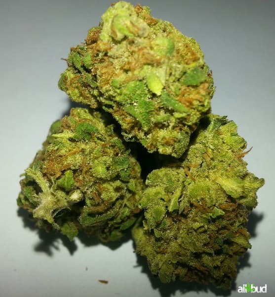 God's Gift cannabis strain, community photo 5
