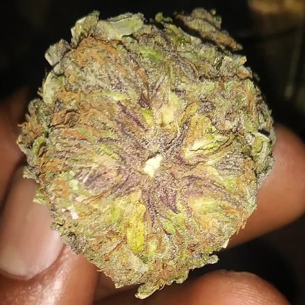 God's Gift cannabis strain, community photo 8