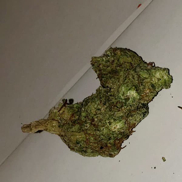 God's Gift cannabis strain, community photo 9