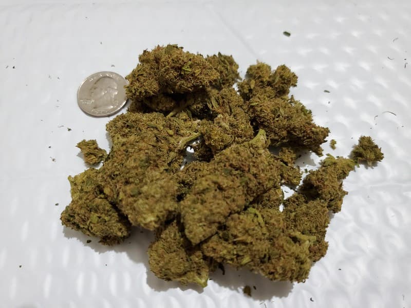Godzilla cannabis strain, community photo 1