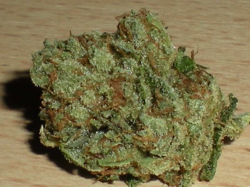 Godzilla cannabis strain, community photo 4