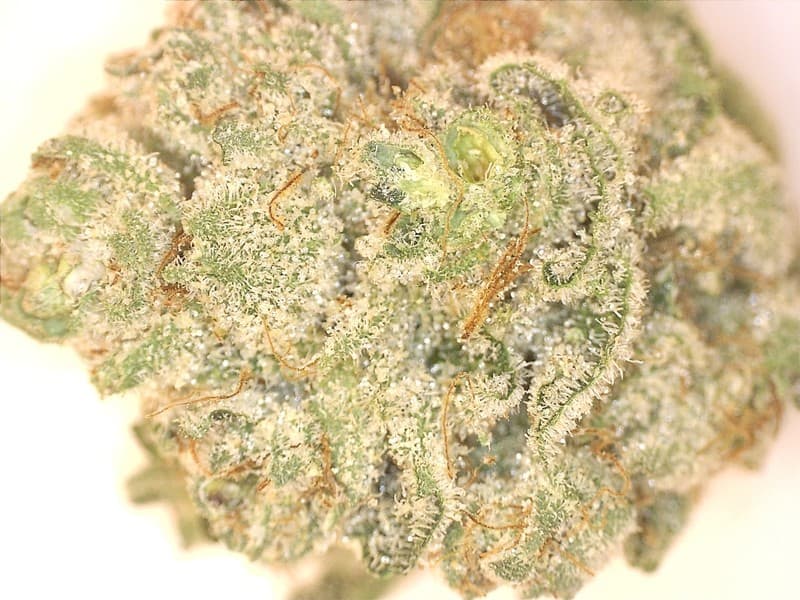 Goji OG cannabis strain, community photo 2