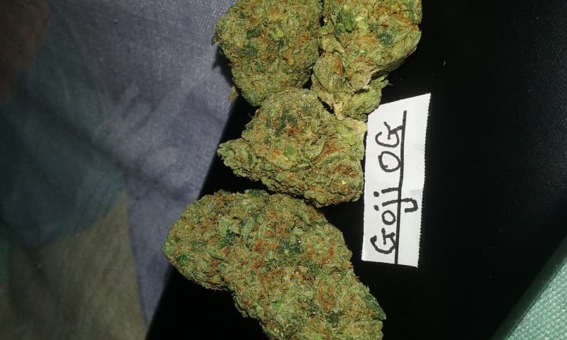 Goji OG cannabis strain, community photo 5