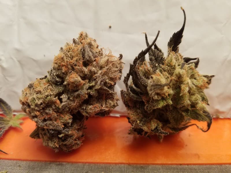 Goji OG cannabis strain, community photo 6
