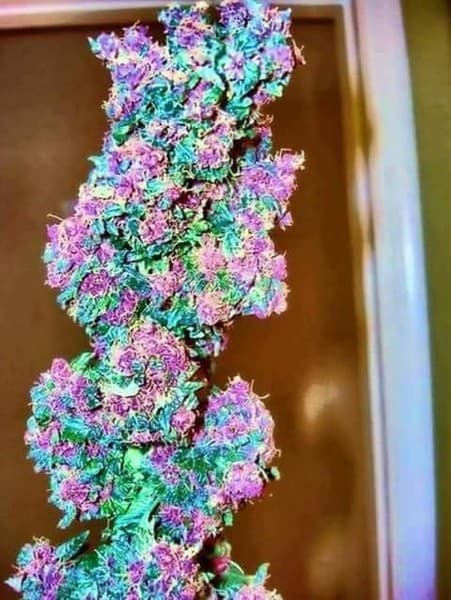 Goji OG cannabis strain, community photo 7