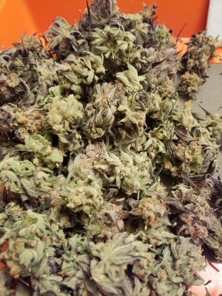 Goji OG cannabis strain, community photo 8