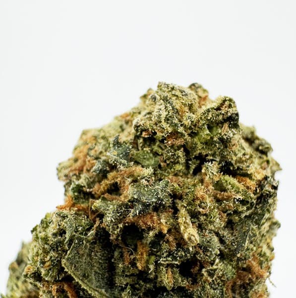 Golden Goat cannabis strain, community photo 2