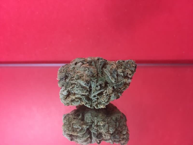 Golden Goat cannabis strain, community photo 3