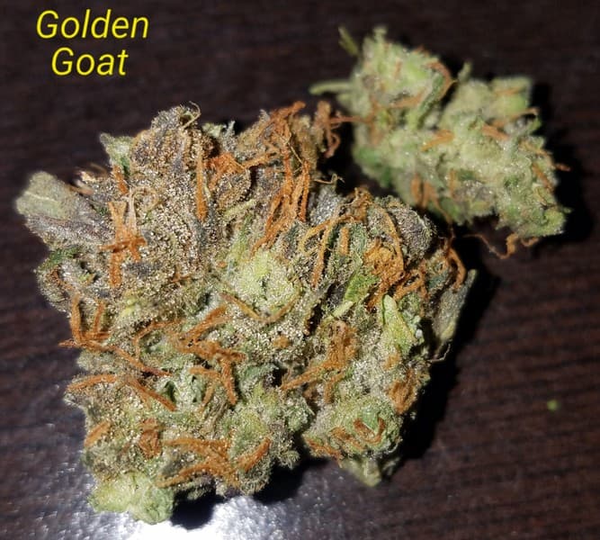 Golden Goat cannabis strain, community photo 4
